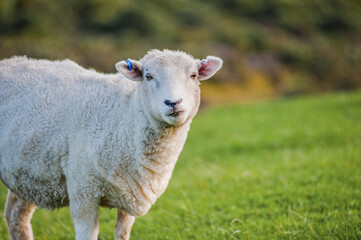 Obraz premium Photo of New Zealand Sheep in a Field in Golden Bay, South Island, New Zealand