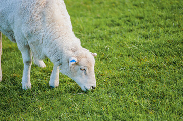 Obraz premium New Zealand Sheep in a Field in Golden Bay, South Island, New Zealand