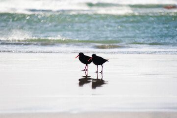 Pair of Two Oystercatchers at Wharariki Beach, Golden Bay, South Island, New Zealand