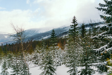 Winter Landscape Snow covered larch trees on a slope against the mountains