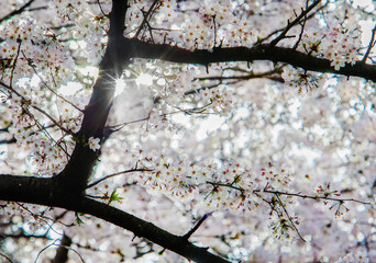 Idyllic view of sakura blossom ( cherry blossom) in Tokyo, Kyoto , Osaka, Hiroshima, Yokohama,...
