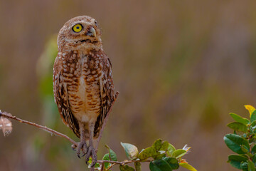 owl
