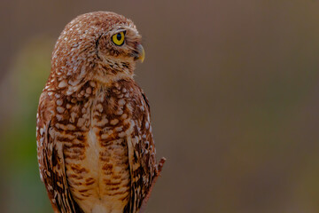 owl