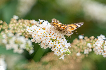 Schmetterling