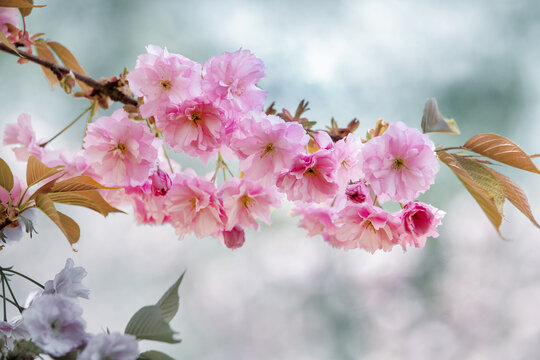 Hanami in Japan oe Europe (japanese garden ) -  amazing branch of cherry blossoms. .Close up photogrpahy  and blurred background