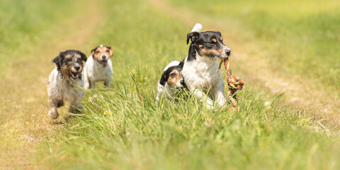 Naklejka na ściany i meble Many dog run and play with a ball in a meadow. A pack of Jack Russell Terriers pets,