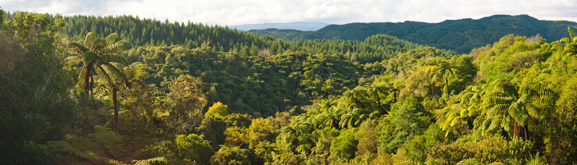 Panoramic Photo of Tropical Rainforest in the Waikato Region of North Island, New Zealand