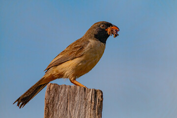 bird of prey