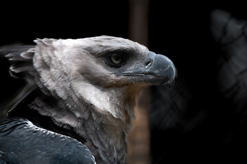 close up of an eagle