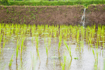 Rice Paddy Field Irrigation Near Bandung, Java, Indonesia, Asia