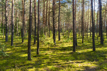 Fototapeta na wymiar A summer pine forest landscape