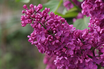 Blooming lilac plant.