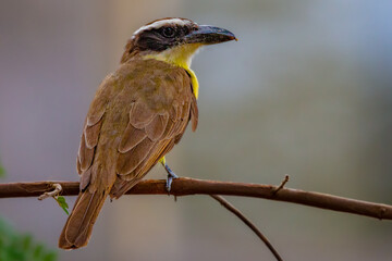 tropical bird
