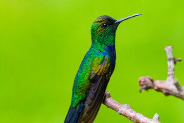 hummingbird on a branch