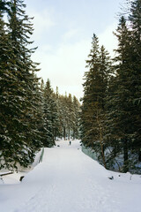 Winter Landscape Snow covered larch trees on a slope against the mountains