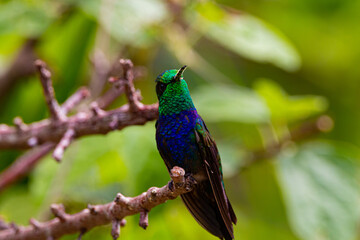 hummingbird