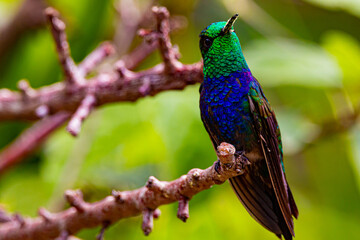 blue bird on a branch
