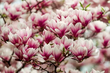 Zelfklevend Fotobehang pink magnolia flowers © Chavdar