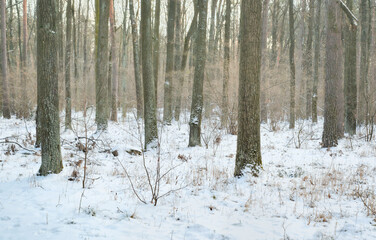 Mixed forest in a sunny winter day. Nature background.