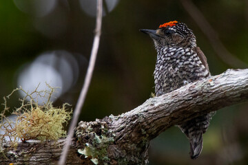 woodpecker on a tree