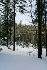 Winter Landscape Snow covered larch trees on a slope against the mountains