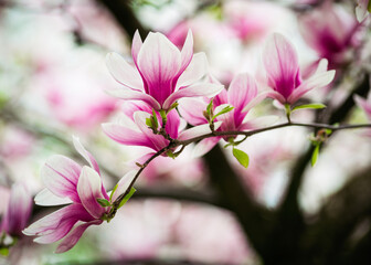 Fototapeta na wymiar pink magnolia tree blossom