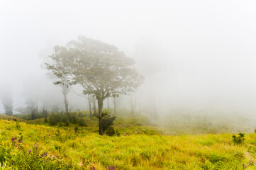 Obraz na płótnie Canvas Misty Trees on the Mount Rinjani Trek, Lombok, Indonesia, Asia, background with copy space