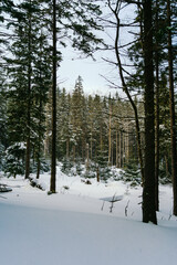 Winter Landscape Snow covered larch trees on a slope against the mountains