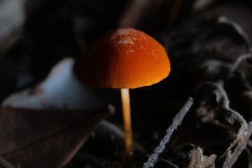 mushroom in the forest