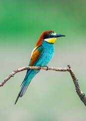 Bee-eater on green background