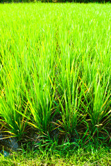 Close Up Photo of Paddy Fields in Ubud, Asia