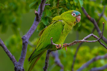green macaw
