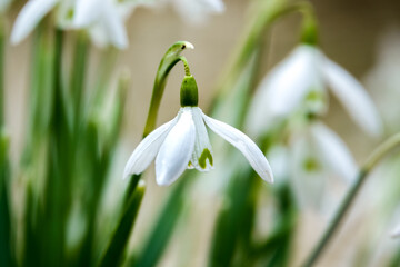 First sign of spring, closeup of wild snowdrops (Galanthus) 