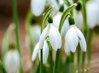 First sign of spring, closeup of wild snowdrops (Galanthus) 