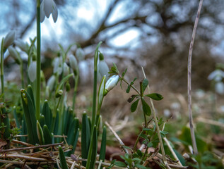 close up of wild snowdrops (Galanthus) in February winter fall