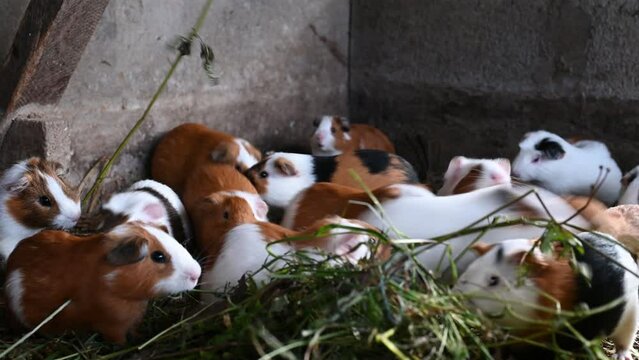 Live Peruvian guinea pigs (Cavia porcellus), domestic guinea pigs in Peruvian farm