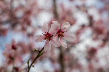 cherry blossom close up in springtime