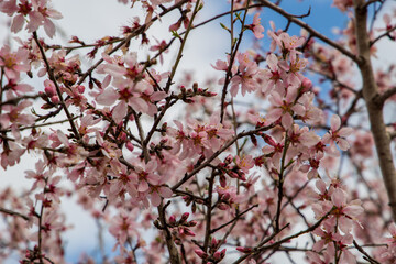 cherry blossoms in spring time