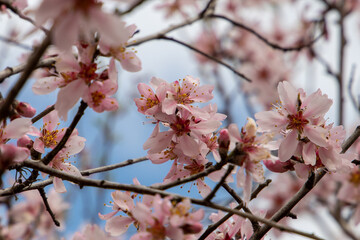 cherry blossoms close up with detail in spring time