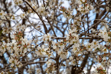 cherry blossoms in spring time