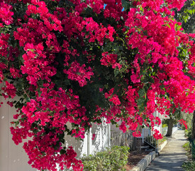 A brilliant pink bougainvillea vine growing over a white fence along a sidewalk in a residential area of Safety Harbor, Florida.