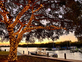 A tree covered in tiny white lights at sunset at a marina with a fishing boat docked along the sidewalk in Safety Harbor, Florida.