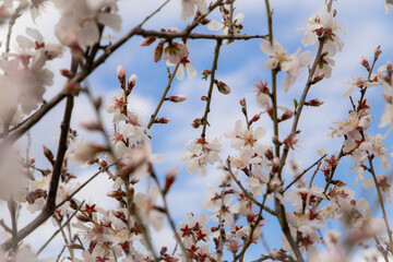 cherry blossoms in spring time