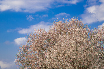 cherry blossom tree in full bloom