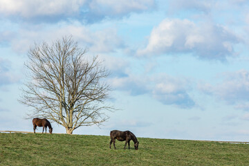 Two broodmares grazing in a pasture in Kentucky with a leafless tree and blue and pink clouds.