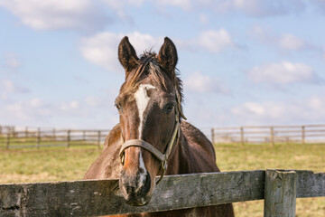 Close-up of the head of a bay Thoroughbred broodmare with a white blaze looking over a wood fence in a pasture in Kentucky.