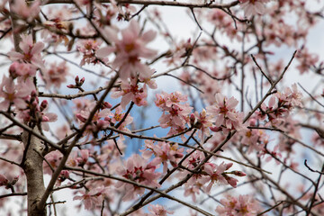 cherry blossoms close up in springtime