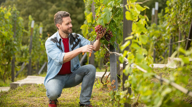 farmer cut grapevine. vinedresser cutting grapes bunch. male vineyard owner.