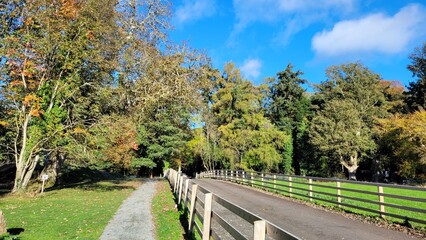 Road through a forest