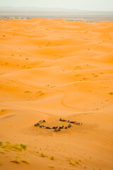 Camels resting, Erg Chebbi Desert, Sahara Desert near Merzouga, Morocco, North Africa, Africa, background with copy space